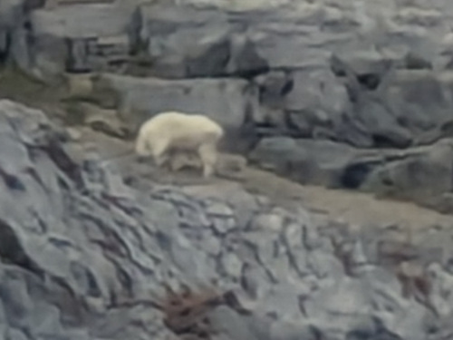 A distant mountain goat (thanks Bill)