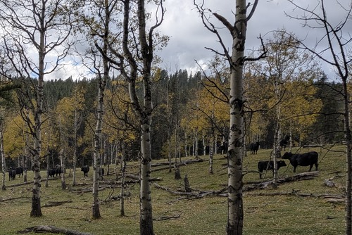 Cattle settled down after their stampede