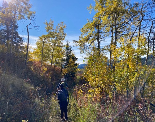 Hiking in aspens