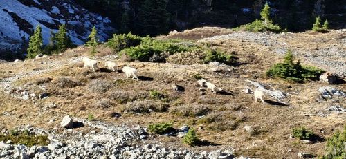 We were not expecting a group (two young ones) of bright white goats on the tourist trail in Arethusa Cirque