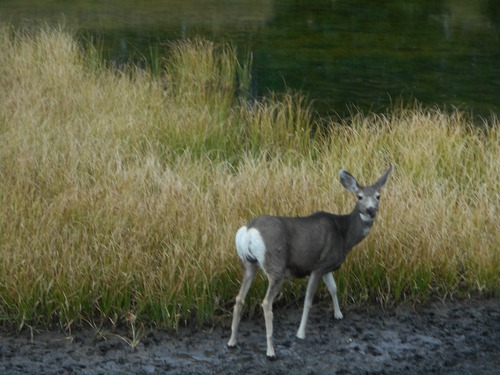 White Tail deer 