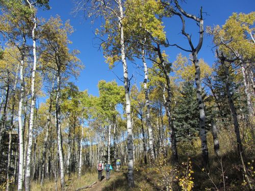 semi-green aspens on Death Valley trail