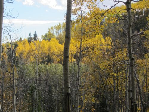colourful aspens on Windy Point trail
