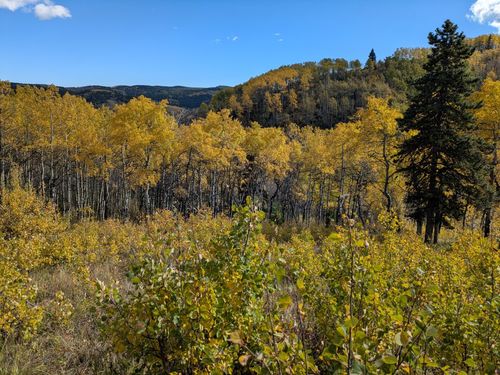 more aspens from Windy Point Trail