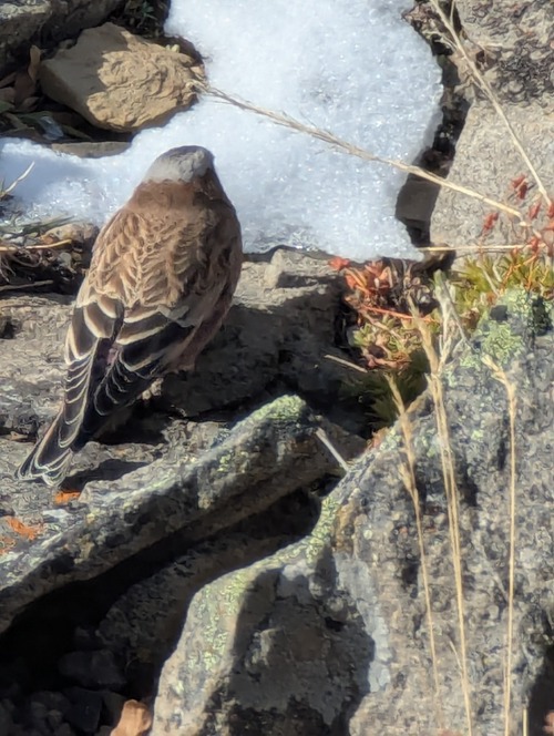 Pocaterra Ridge traverse Grey Crowned Rosy Finch