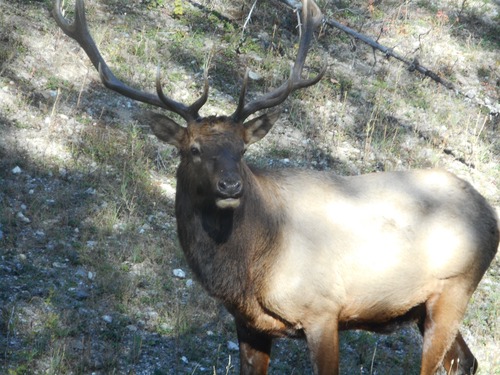 Elk