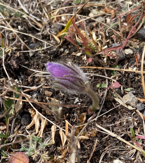 Crocus!