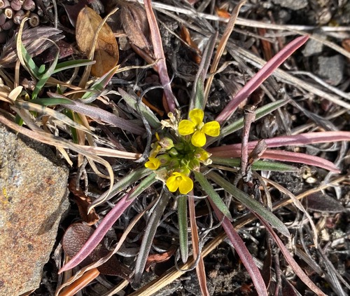 Draba with fresh blooms