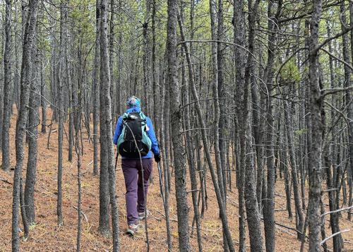 Some of the Doghair Pine on the east ridge route to Missinglink Mtn