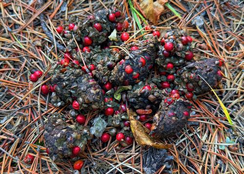 Bear poop that could almost be used as a Xmas table Centrepiece