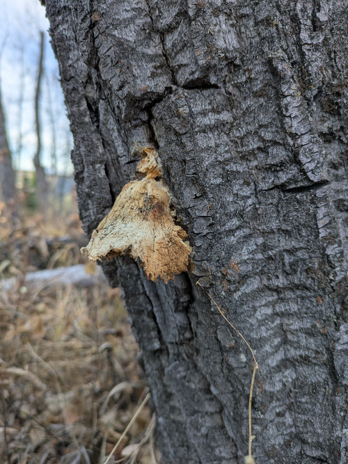 Odd fungus along Mesa Butte trail