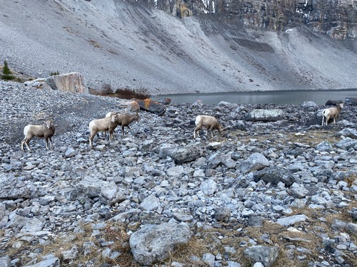Five Rocky Mountain Ramblers at Bourgeau Lake