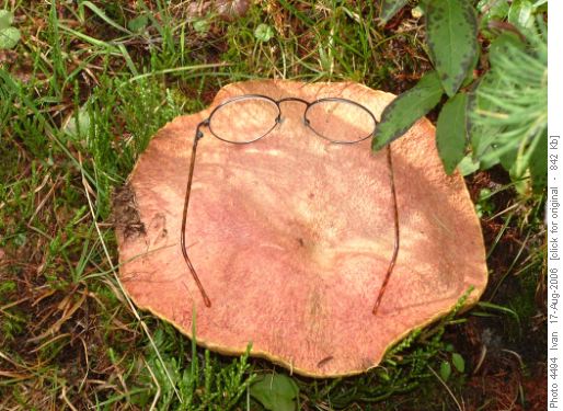 Numa Creek mushroom