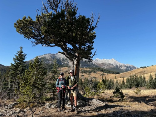 The Boundary pine. Still looking good after 400 years