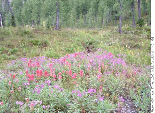Tumbling Pass flowers
