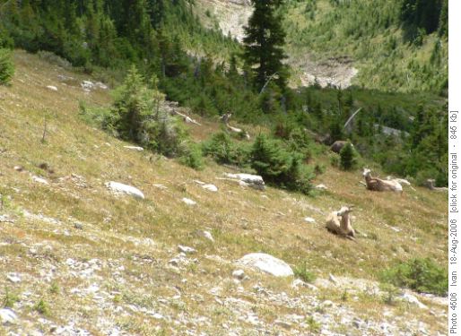 Cory Pass -sheep