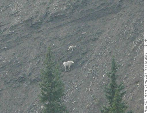 Mountain goats on the cliff of the creek leading to Kent Ridge