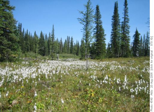 Cotton grass, O'Brien Lake meadow