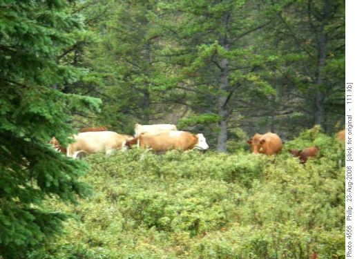 Nope, not bears