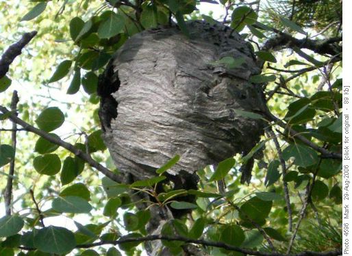 Jumpingpound Loop Wasp nest ... Whew no one was home!