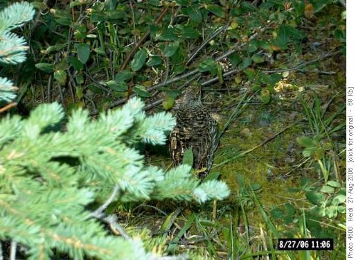 Spruce Grouse