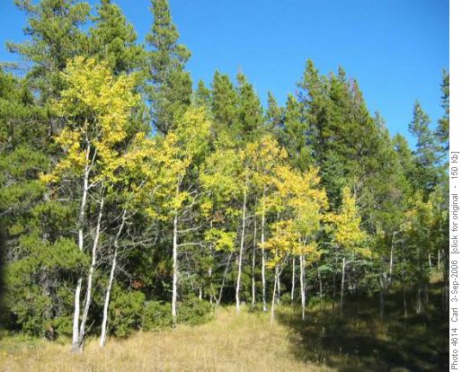 First fall colours of 2006