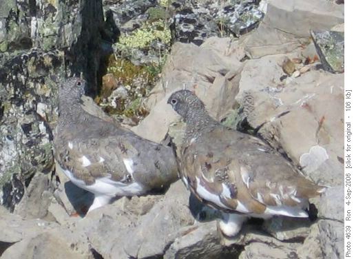 Ptwo ptarmigans on Red Ridge
