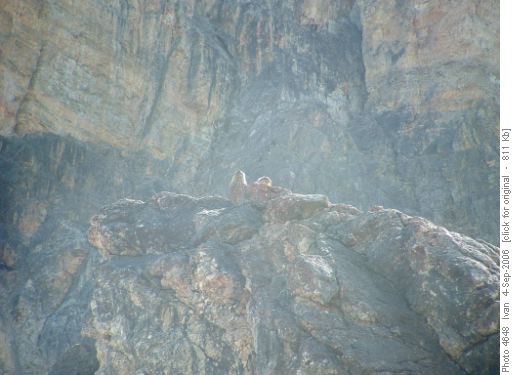 Mummy L.marmots