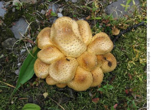 Wooly Pine Bolete (suillas tomentosus)