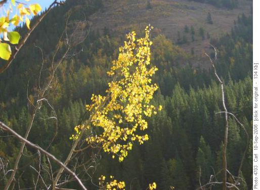 Morning sun on aspen gold