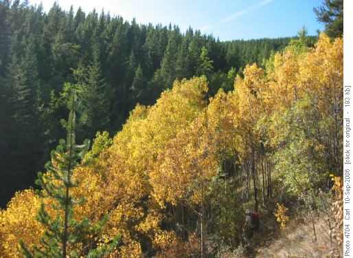Autumn glory at Lineham Creek