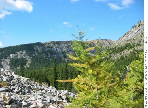 Larch beginning to change