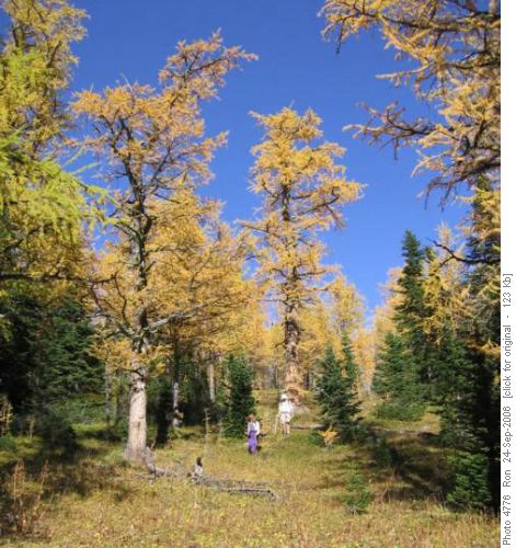 Big larches in Panorama meadows