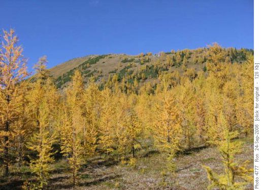 NE Panorama Ridge from meadows