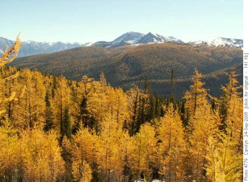 Many Larches