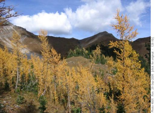 Indefatigable outlier & larches