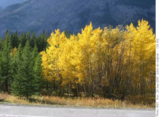 Kananaskis aspens