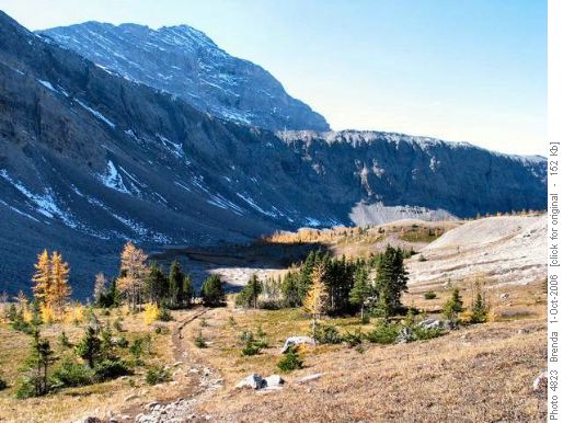 Buller Pass Trail thru meadow