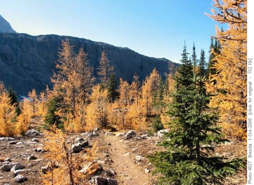 Larches in meadow