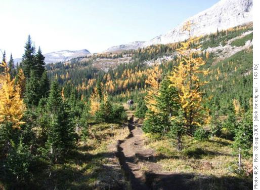 Larches in Burstall meadows