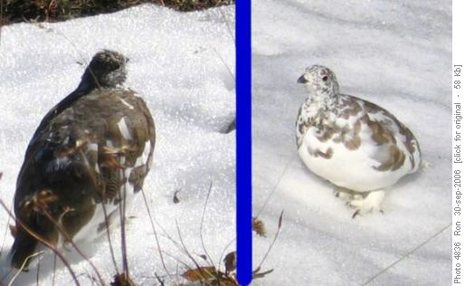 Two ptarmigans, South Burstall Pass