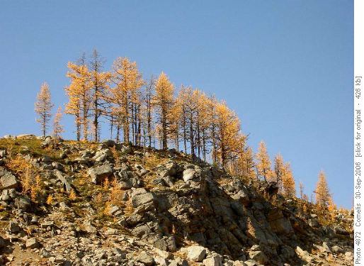 Larches on the Ramparts above Eohippus Lake
