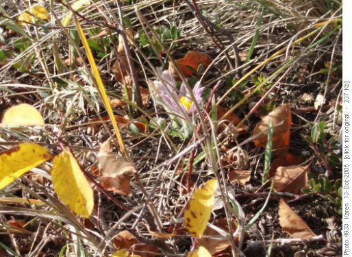 Unseasonal crocus