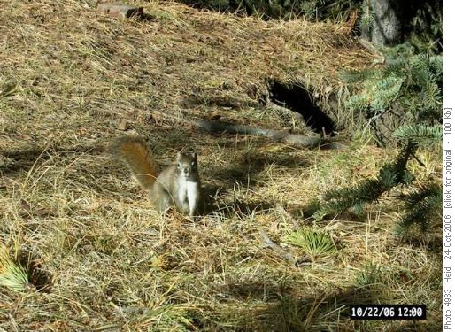 wildlife