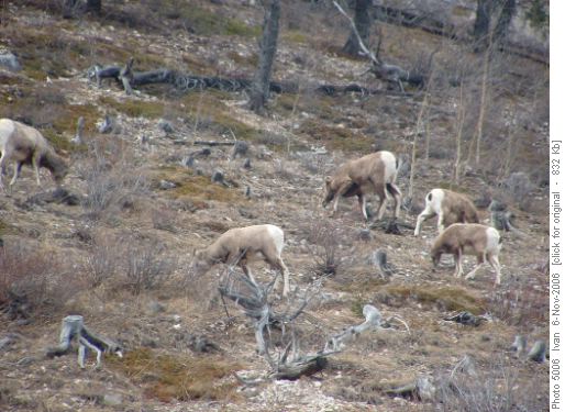 Mountain sheep