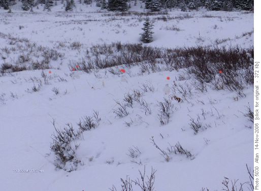 Ptarmigans (red dot) in Chester Lake meadow