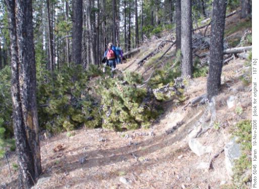 Trees on Trail