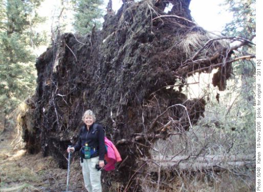 Sandy & fallen trees