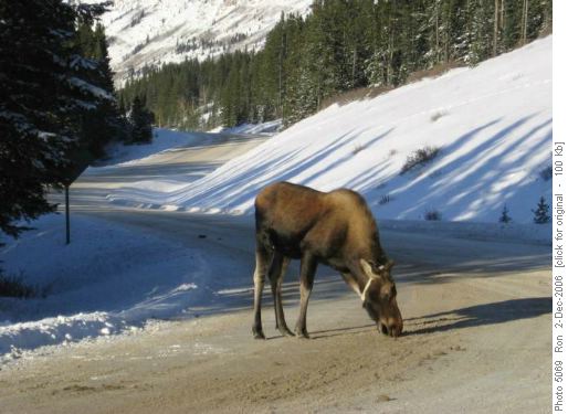 Salt licking moose (with collar), Kananaskis Lakes road