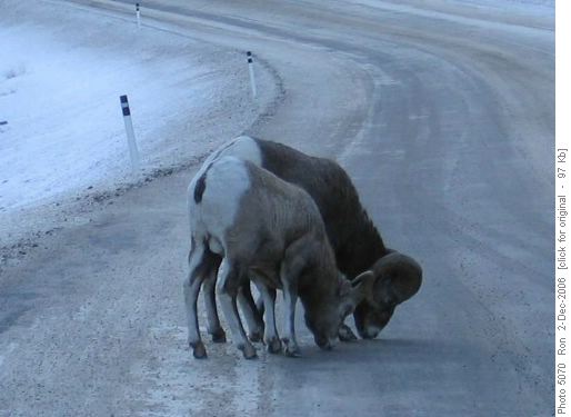 Bighorns on Highway 40